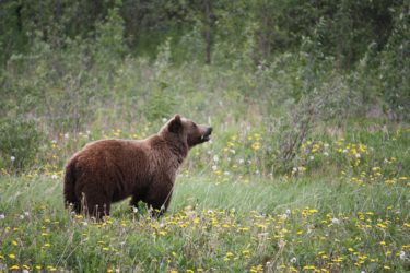 Grizzly bear, Yukon Territory