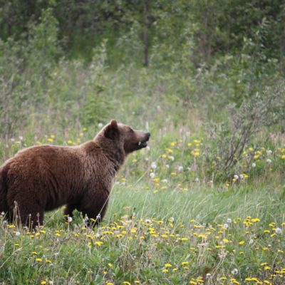 Grizzly bear, Yukon