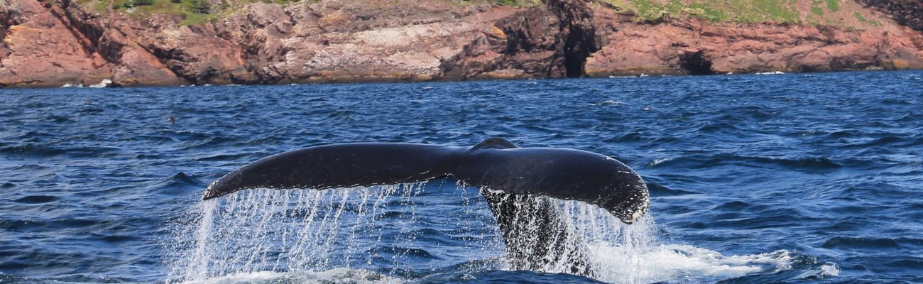 Whale tail breaching water, Newfoundland