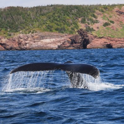 Whale tail breaching water, Newfoundland