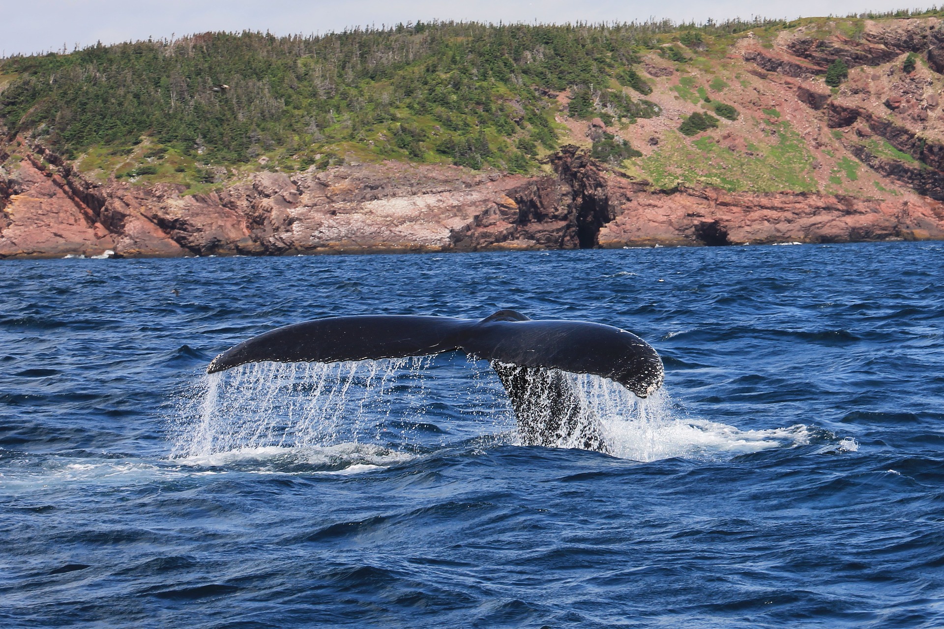 Whale tail breaching water, Newfoundland