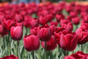 Red tulips, Ottawa