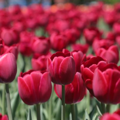 Red tulips, Ottawa